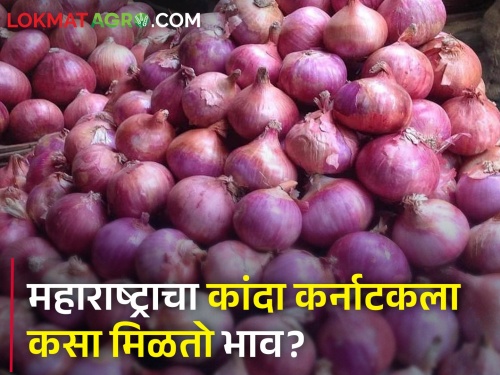 Onion of Solapur was sent to Kalburgi, Bangalore; How is the onion market price? | सोलापूरचा कांदा निघाला कलबुर्गी, बंगळुरुला; कसा आहे कांदा बाजारभाव?