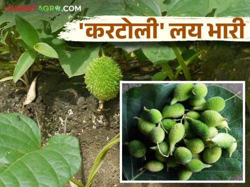 Kartoli Ranbhaji : Why is this wild vegetable called the most powerful vegetable? Read in detail | Kartoli Ranbhaji : ह्या रानभाजीला सर्वात शक्तिशाली रानभाजी का म्हणतात? वाचा सविस्तर