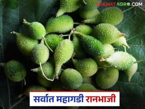 This vegetable, the most expensive and delicious among wild vegetables, has been launched in the market. | रानभाज्यांमध्ये सर्वात महागडी आणि चविष्ट असणारी 'ही' भाजी बाजारात दाखल