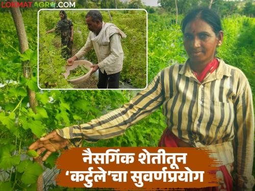 latest news Farmer Success Story: Wild Vegetable Revolution: Sumanbai's 'Kartule' cultivation gave farmers a new path Read in detail | Farmer Success Story : रानभाजीची क्रांती: सुमनबाईंच्या 'कर्टुले' लागवडीने दिला शेतकऱ्यांना नवा मार्ग वाचा सविस्तर