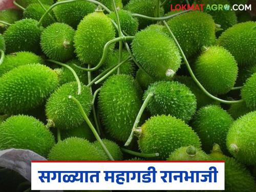 Ranbahji Market : 'This' wild vegetable from Solapur is getting a price of Rs 300 per kg in Pune | Ranbahji Market : सोलापूरच्या 'ह्या' रानभाजीला पुण्यात मिळतोय किलोला ३०० रुपये दर