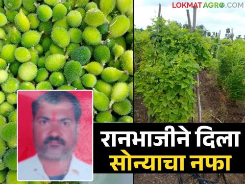 latest news Farmer Success Story: Farm of 70 gunthas, but income of 2.5 lakhs per acre; Find out how? | Farmer Success Story : ७० गुंठ्यांची शेती, पण उत्पन्न एकरी २.५ लाखाचे उत्पन्न; जाणून घ्या कसे?