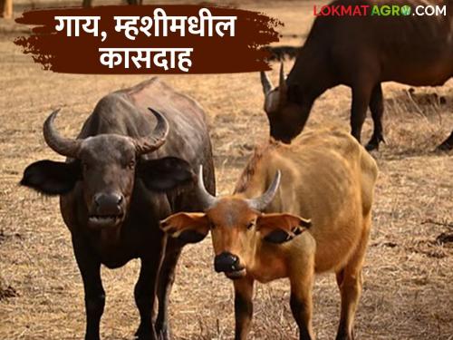 Latest News Gay Mhais Kasdah Mastitis in cows and buffaloes see how to prevent | गाय, म्हशीत कासदाह होऊ नये म्हणून गोठ्यात 'ही' एकच गोष्ट करा, वाचा सविस्तर 