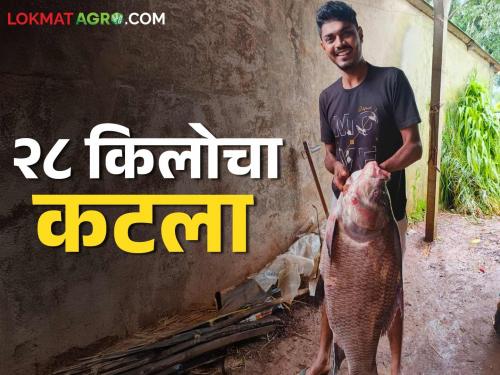 A farmer found a 28 kg Katla variety fish in Chandgad taluka | चंदगड तालुक्यात शेतकऱ्याला सापडला तब्बल २८ किलोचा कटला प्रजातीचा मासा