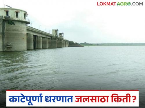 latest news Katepurna Dam Water: Rainfall; Water storage in Katepurna Dam is only this percentage Read in detail | Katepurna Dam Water: पावसाचा फटका; काटेपूर्णा धरणात जलसाठा केवळ इतके टक्के वाचा सविस्तर
