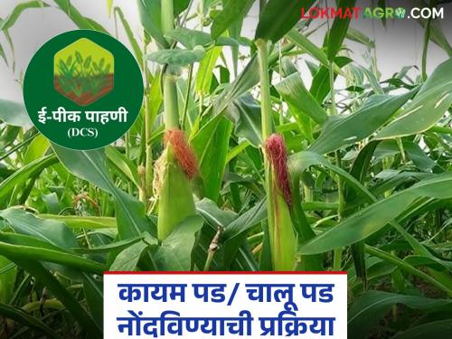 Latest news e Pik Pahani Simple process to register permanent fall/current fall through e-Peak Survey app, read in detail | E Pik Pahani : ई-पीक पाहणी ॲपमधून कायम पड/ चालू पड नोंदविण्याची सोपी प्रक्रिया, वाचा सविस्तर 
