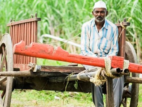 20,000 hectares to paddy producers, what was the decision for the farmers apart from the cabinet meeting? | धान उत्पादकांना हेक्टरी २० हजार, मंत्रिमंडळ बैठकीत शेतकऱ्यांसाठी काय झाले निर्णय?