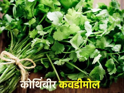 Since there was no price, the cost of coriander cultivation was not covered, the prices in the market tumbled | भाव नसल्याने कोथिंबीर लागवडीचा खर्चही निघेना, बाजारात दर गडगडले
