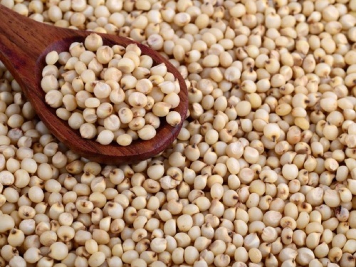 Signs of bulk grain purchases are not seen; Farmers are selling sorghum at a low price | भरड धान्य खरेदीचे चिन्हे दिसेनात; शेतकरी कमी भावाने विकताहेत ज्वारी