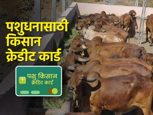 Kisan Credit Card for livestock, whose responsibility exactly? | पशुधनासाठी किसान क्रेडिट कार्ड, नेमकी जबाबदारी कोणाची?