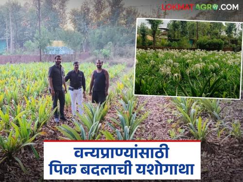 This new flower crop alternative to crop damage caused by wild animals has been discovered; Read in detail | वन्य प्राण्यांमुळे होणाऱ्या पिकाच्या नुकसानीवर शोधला 'ह्या' नवीन फुल पिकाचा पर्याय; वाचा सविस्तर