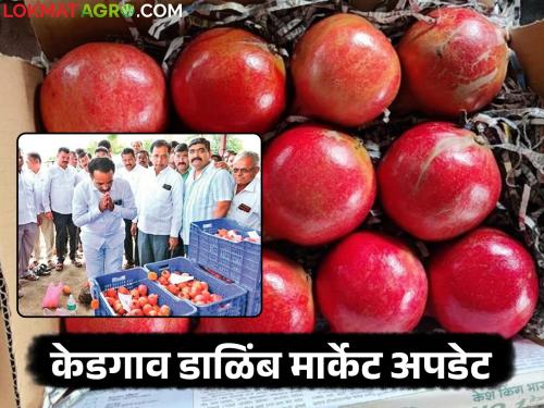 Pomegranate auction begins at Kedgaon Market Committee, 785 crates arrive on the first day; How did you get the price? | केडगाव बाजार समितीत डाळिंब लिलाव सुरु, पहिल्याच दिवशी ७८५ क्रेटची आवक; कसा मिळाला दर?