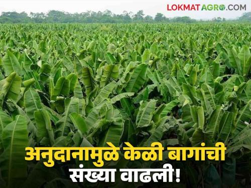 Latest News Agriculture News Banana farming on 400 acres in Wardha, after mrgs subsidy | Agriculture News : वर्ध्यात 400 एकरवर केळीच्या बागा, अनुदानामुळे बागांची संख्या वाढली!