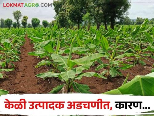 Latest News Banana producers in trouble do not get board price for banana | Agriculture News : .... तरच केळीला बोर्ड भाव मिळणे शक्य, नेमकं कारण काय? वाचा सविस्तर 