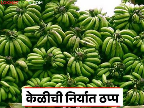 latest news Banana Market : Banana exports to Delhi-Kashmir halted; Farmers are getting only half the compensation Read in detail | Banana Market : दिल्ली-काश्मीरला केळी निर्यात ठप्प; शेतकऱ्यांना मोबदला मिळतोय अर्धाच वाचा सविस्तर