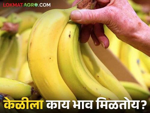 Latest News Banana Market keli bajarbhav in Pune, Jalgaon market Read today's market prices  | Banana Market : पुणे, जळगाव बाजारात केळीला काय भाव? वाचा आजचे बाजारभाव 