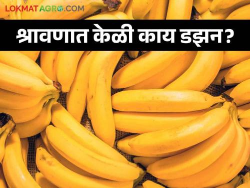 Latest News Banana market price for per kilo on shravani somwar see details | Banana Market : श्रावणात केळीला क्विंटलमागे काय भाव मिळतोय? वाचा आजचे बाजारभाव