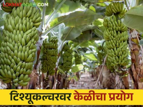 Latest News Banana Farming Cultivation on tissue culture, use of cow dung, export of banana from farmer Rajendra Patil's farm to Iran | Banana Farming : टिश्यूकल्चरवरील लागवड, शेणखताचा वापर, भडगावच्या शेतकऱ्याच्या केळीची इराणला निर्यात 