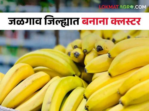 Latest News Banana cluster required in Jalgaon district, read in detail | Banana Cluster : जळगाव जिल्ह्यात केळी क्लस्टर आवश्यक, कारण.... वाचा सविस्तर 