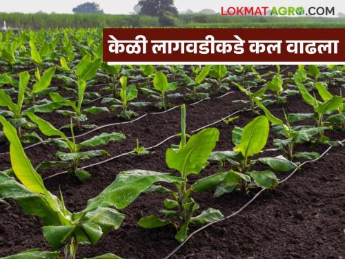 Banana Cultivation : Farmers feel comfortable with Banana Cultivation | Banana Cultivation : उसाच्या वाताहतीमुळे केळीचा पर्याय; शेतकऱ्यांना सोयीचा वाटतोय