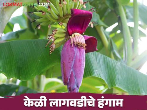 How to plan the cultivation according to the time of flower emergence and bunch harvesting in banana crop | केळी पिकामध्ये फुल बाहेर पडण्याच्या व घड काढणीच्या वेळेनुसार कसे कराल लागवडीचे नियोजन