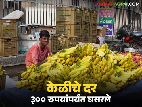 Latest News board price of banana is 1600 rupees per quintal, farmers get 300 to 500 rupees | केळीचा बोर्ड भाव 1600 रुपये प्रति क्विंटल, शेतकऱ्यांच्या पदरात मात्र 300 ते 500 रुपयेच