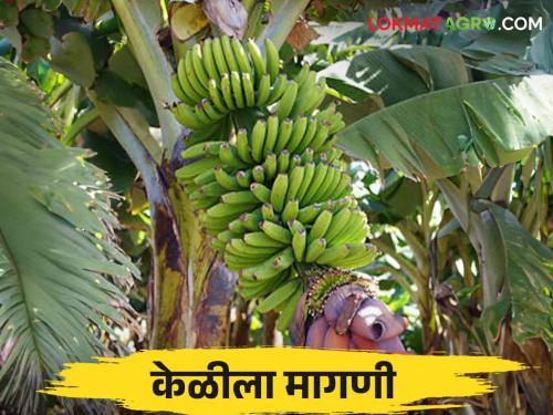 keli bhajar bhav : new banana market entry Read the rate in detail | keli bhajar bhav : नवीन केळी बाजारात दाखल; हा मिळतोय दर वाचा सविस्तर