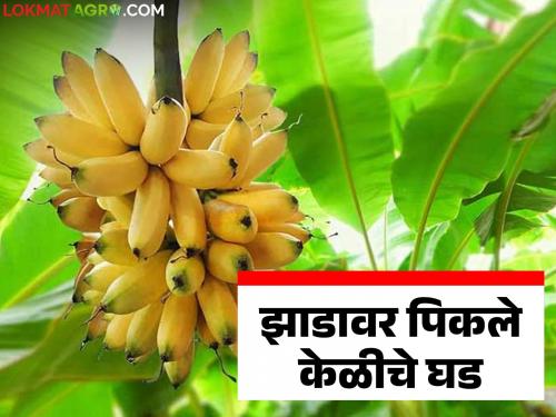 latest news Banana Market: Bunches of bananas ripen on the tree waiting for a good price; This is the price being obtained | Banana Market : चांगल्या भावाच्या प्रतीक्षेत झाडावरच पिकले केळीचे घड; असा मिळतोय भाव