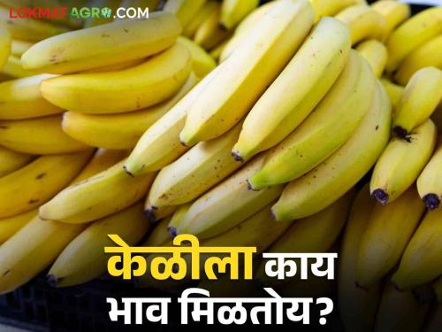 Latest News Banana Market see market price of Raver's Kandebag banana Know in detail  | Banana Market : रावेरच्या कांदेबाग केळीला काय भाव मिळाला? जाणून घ्या सविस्तर 