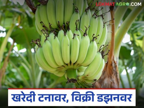 Farmers are saying this during Navratri; Traders, give your heart's desire, but take the bananas with you | ऐन नवरात्रीत शेतकरी म्हणतोय; व्यापाऱ्यांनो तुमच्या मनाचा भाव द्या, पण केळी घेऊन जा