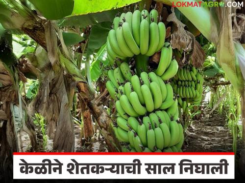 Fluctuations in the banana market; How have banana market prices changed in the last five months? | केळीच्या मार्केटमध्ये चढ-उतार; मागील पाच महिन्यांत केळीच्या बाजारभावात कसे झाले बदल?