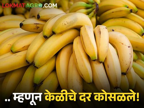 Latest News Banana price dropped after mango or watermelon entry in market | Banana Market : आंबा, टरबूज बाजारात येताच केळीचे दर कोसळले, आज काय मिळाला दर?