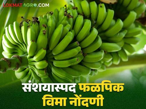 Fal Pik Vima 2024 : The number of farmers taking insurance for banana crop suddenly increased; Verification of applicants is underway | Fal Pik Vima 2024 : केळी पिकासाठी विमा काढणाऱ्या शेतकऱ्यांचे प्रमाण अचानक वाढले; अर्जदारांची पडताळणी सुरू