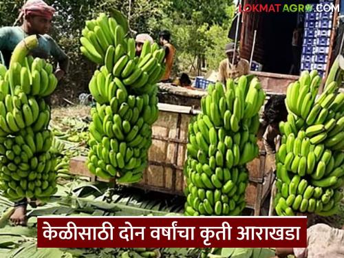 Latest News banana farming Now the journey of bananas from cultivation to export will be easier, read in detail | आता केळीचा लागवडीपासून ते निर्यातीपर्यंतचा प्रवास सोपा होणार, वाचा सविस्तर 