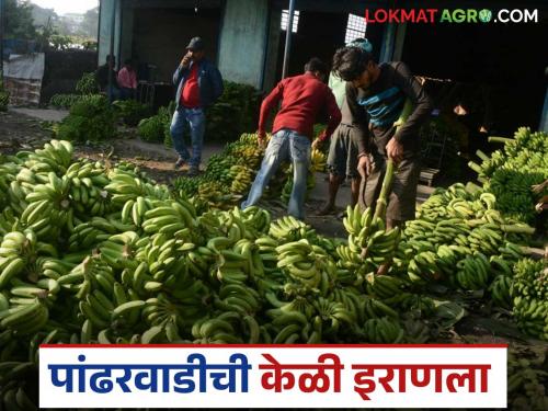 Latest News banana Export Bananas were exported to Iran from Jalgaon by boat | जळगावहून इराणला केळी एक्स्पोर्ट केली, बांधावरूनच प्रतिक्विंटल 'इतका' दर मिळाला