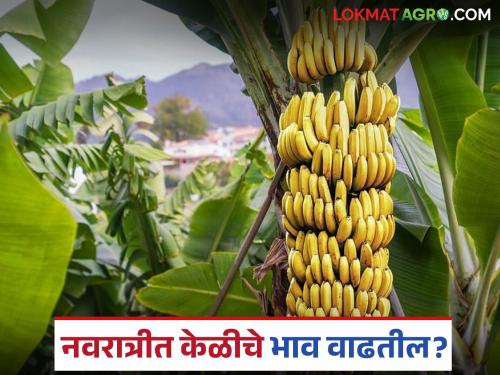 Banana prices continue to fall, will prices increase during Navratri? Know in detail | Banana Market : सध्या केळीचे दर कसे आहेत, नवरात्रीत भाव वाढतील का? जाणून घ्या सविस्तर 