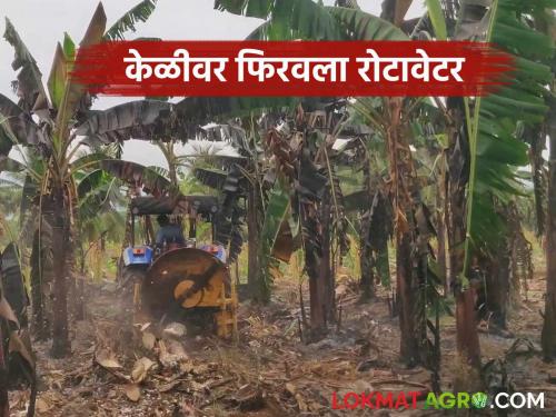 8,000 hectares of banana crop area at risk; Time for farmers to rotate rotavators on many banana orchards | केळी पिकाचे ८ हजार हेक्टर क्षेत्र धोक्यात; अनेक केळी बागांवर शेतकऱ्यांना रोटावेटर फिरविण्याची वेळ