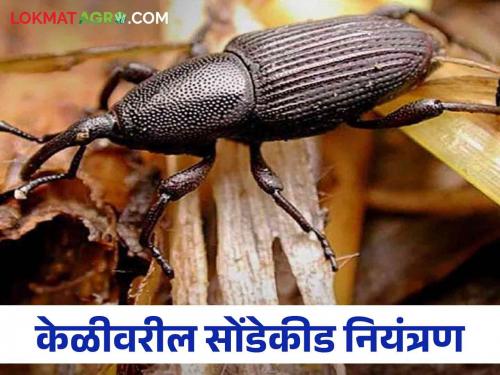 Patented Smart Trap for weevil Control on Banana, Success of Kolhapur College of Agriculture Students | केळीवरील सोंडेकीड नियंत्रणाच्या स्मार्ट सापळ्यास पेटंट, कोल्हापूरच्या कृषी महाविद्यालयाच्या विद्यार्थ्यांचे यश