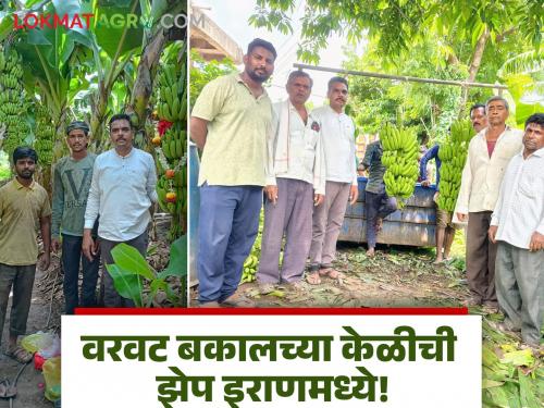 latest news Farmer Success Story : He didn't give up, he fought... and the bananas reached the Iranian market directly! | Farmer Success Story : खचला नाही, लढला... अन् केळी पोहोचली थेट इराणच्या बाजारात!