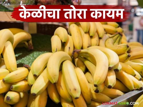 Latest News Banana prices remain high even during mango season, read details | Banana Market : आंब्याच्या हंगामातही केळीचा तोरा कायम, वाचा काय दर मिळतोय? 