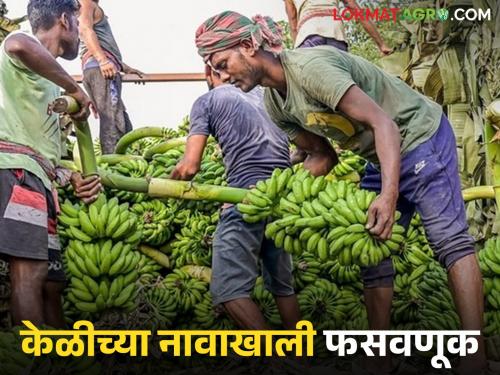 Latest news Bogus Pik Vima Crop insurance taken out without banana cultivation in jalgaon | पीक विम्यासाठी दुसऱ्याचा सातबारा वापरू नका, जळगावच्या शेतकऱ्यांसोबत काय घडलं?