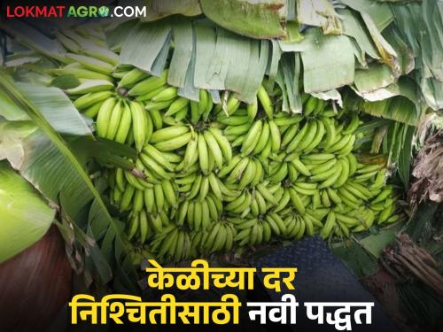 Latest News banana Market new method of determining banana prices in Jalgaon, read in detail | Banana Market : जळगावच्या केळीचे दर ठरविण्याची अशी आहे नवीन पद्धत, वाचा सविस्तर