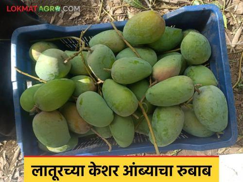 Kesar Mango: latest news Latur's Kesar Mango is also sweet in Gujarat and Madhya Pradesh! Read in detail | Kesar Mango: लातूरच्या केशर आंब्याचा गुजरात, मध्यप्रदेश राज्यातही गोडवा! वाचा सविस्तर