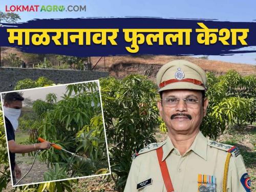 Israel Mango Cultivation Method : A kesar mango was cultivated by father and son in Israeli method on barren land | Israel Mango Cultivation Method : पडीक जमिनीवर पितापुत्राने इस्राइल पद्धतीने फुलवली केशर आंब्याची बाग