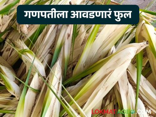 Along with Durva, this flower, which is loved by Ganesha, is becoming rare; It is fetching a price of Rs 1000 per kilo | दुर्वाबरोबरच गणपतीला आवडणारे 'हे' फुल होतंय दुर्मिळ; किलोला मिळतोय १००० रुपये भाव