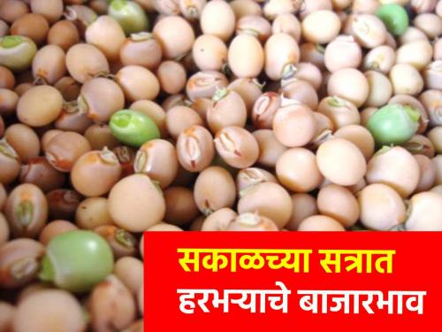 The highest price for gram in Mumbai-Pune, how much inflow in which market committee in the morning session? | मुंबई-पुण्यात हरभऱ्याला सर्वोच्च दर, सकाळच्या सत्रात कोणत्या बाजार समितीत किती आवक?