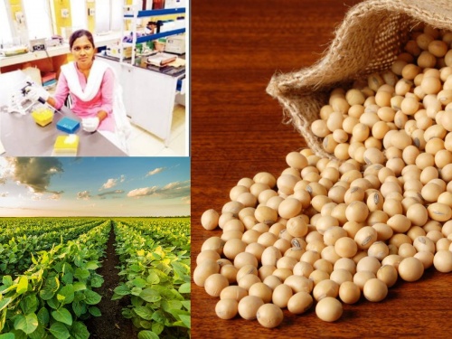 30 lakh fellowship from the Ministry of Science and Technology to this woman from Nanded for research on soybeans | सोयाबीनवर संशोधनासाठी नांदेडच्या या महिलेला विज्ञान तंत्रज्ञान मंत्रालयाची ३० लाखांची फेलोशिप