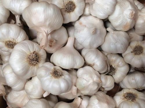 New garlics hit the market, prices of hybrid garlic along with Gavran garlic also came down | नवीन लसूण आला बाजारात, गावरान लसणासह हायब्रीड लसणाच्या किमतीही उतरल्या