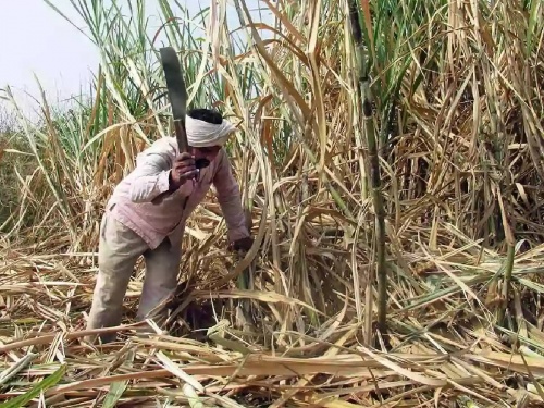 The farmer put it in front of the factory! Sugarcane on 3700 hectares is still growing | शेतकऱ्याने कारखान्याच्या गव्हाणीत मांडला ठिय्या! ३७०० हेक्टरवरील ऊस अद्यापही फडातच