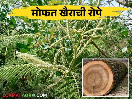 The market price of the wood of this tree is Rs. 90,000 per tone, read more | या झाडाच्या लाकडास प्रतिटन ९०,००० रूपये इतकं बाजारमुल्य, वाचा सविस्तर